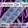 Érection De Tigre 22